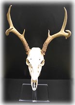 European Mount Stand