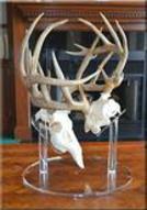 European Deer Mount Display Stand